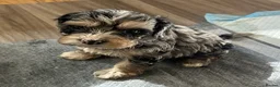 Cockapoo dogs for sale: Wow factor cockapoos - Advert 3