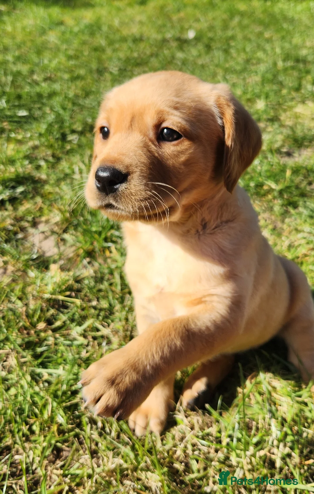 Labrador Retriever dogs for sale: Female labs  - Advert 1