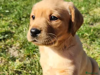 Labrador Retriever dogs Female labs - Advert 1