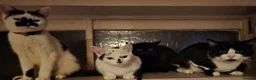 Mixed Breed cats for sale: 3 boys, 6 girls - Advert 2