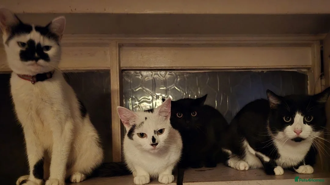 Mixed Breed cats for sale: 3 boys, 6 girls - Advert 2