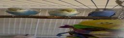 Budgerigars birds for sale: 3 male budgies with cage & toys - Advert 6