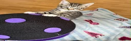 Mixed Breed cats for sale: 5 Beautiful kittens for sale - Advert 26