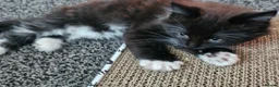 Mixed Breed cats for sale: Kittens 3 ready to leave now - Advert 9