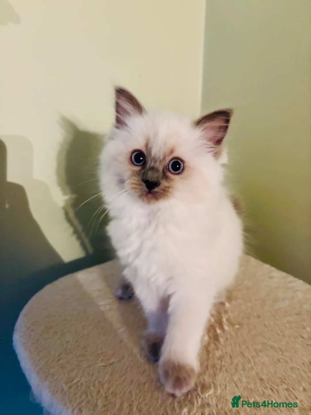 Ragdoll cats for sale: PUREBRED RAGDOLL KITTEN **INC VACS & INSURANCE* - Advert 18