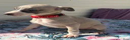 Whippet dogs for sale: Beautiful whippet puppies  - Advert 7