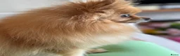 Pomeranian dogs for sale: Lexie  - Advert 3
