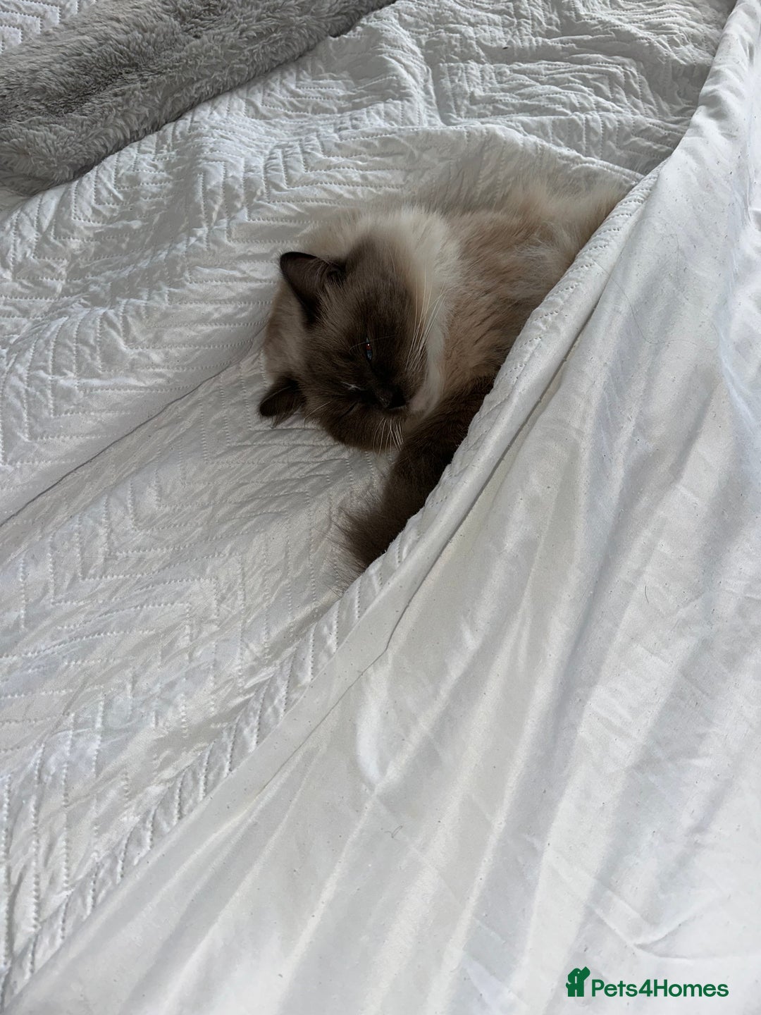 Ragdoll cats for sale: Beautiful fluffy male ragdoll cat  - Advert 3