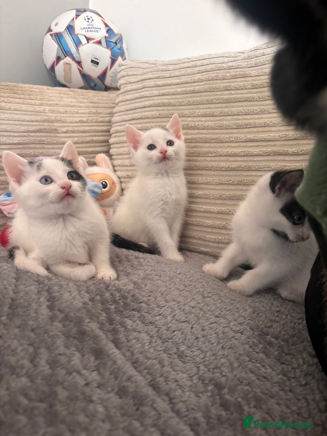 Mixed Breed cats for sale: Kittens available for sale with heterochromia - Image 21