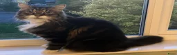 Mixed Breed cats for sale: Large loving male long haired tabby in Malvern - Advert 4