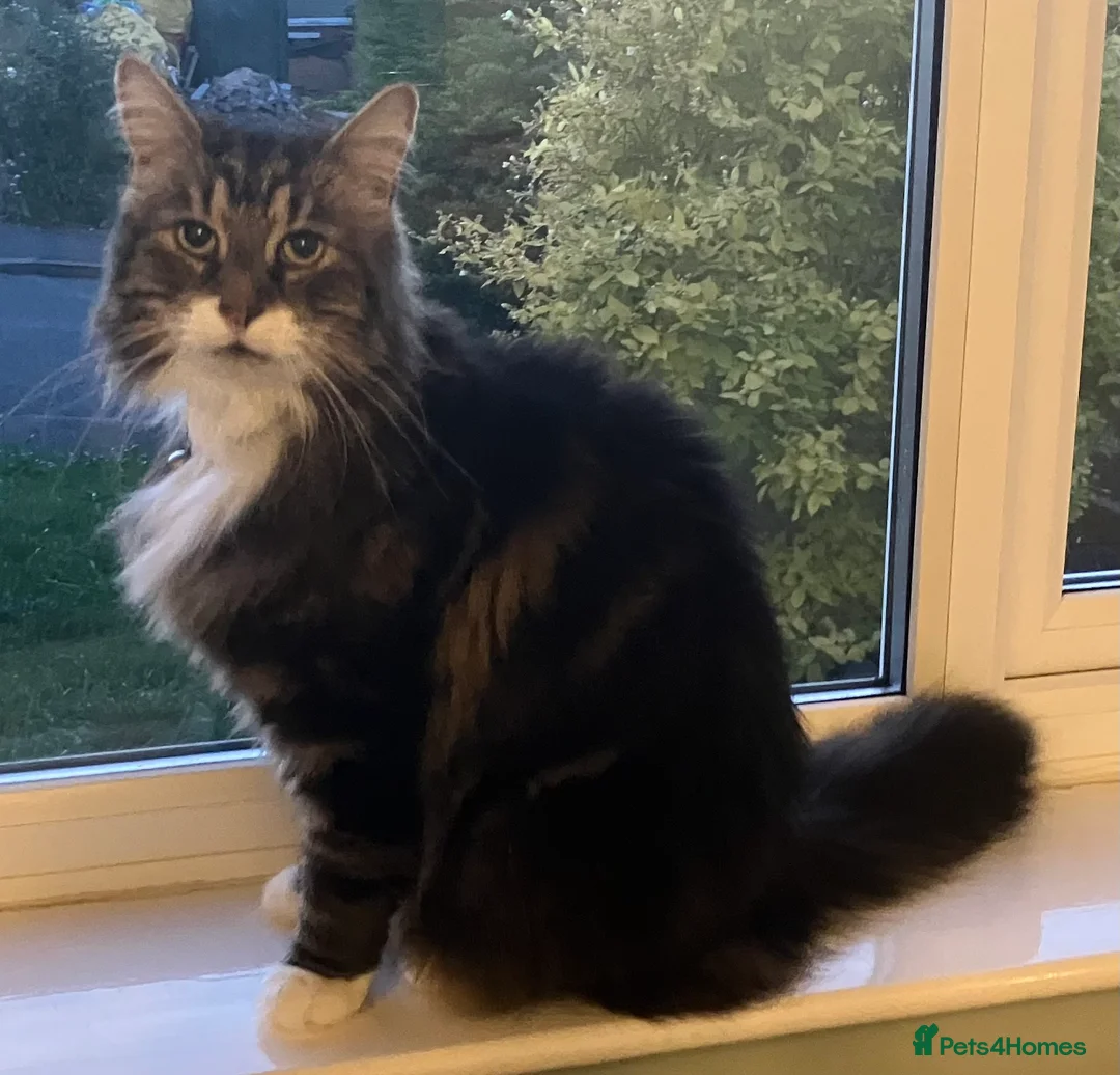 Mixed Breed cats for sale: Large loving male long haired tabby in Malvern - Advert 4