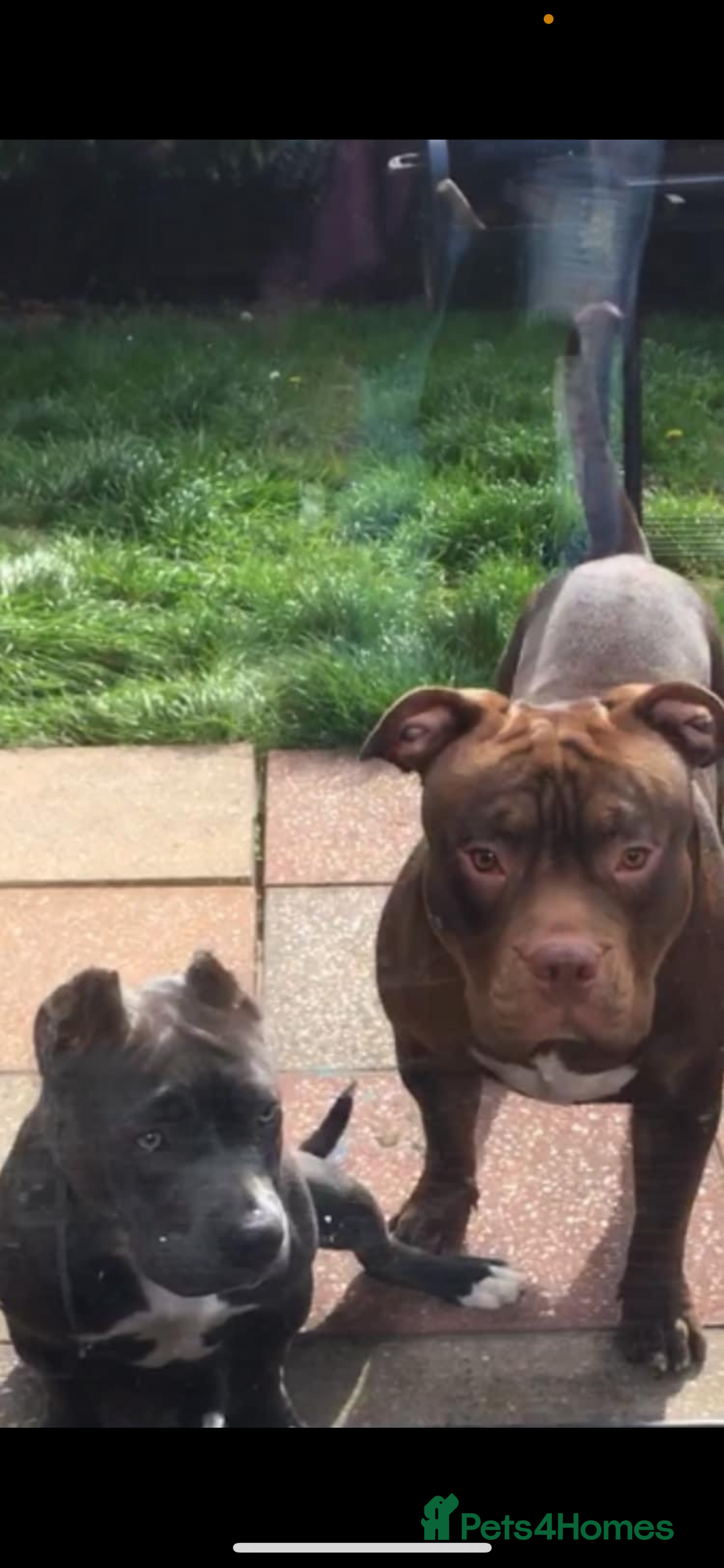 American Bully dogs for sale: Pocket bullies puppies for sale - Image 3