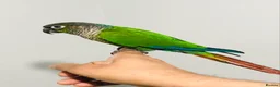 Conures birds for sale: Beautiful Hand Reared Green Cheek Conures for sale - Advert 2