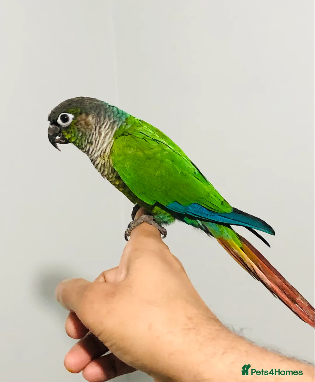 Conures birds for sale: Beautiful Hand Reared Green Cheek Conures for sale - Advert 2