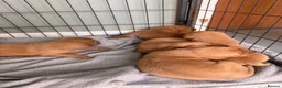 Labrador Retriever dogs for sale: Labrador puppies  - Advert 4