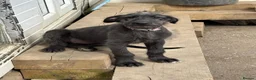 Irish Wolfhound dogs for stud: Mr Jack Rafferty  - Advert 2