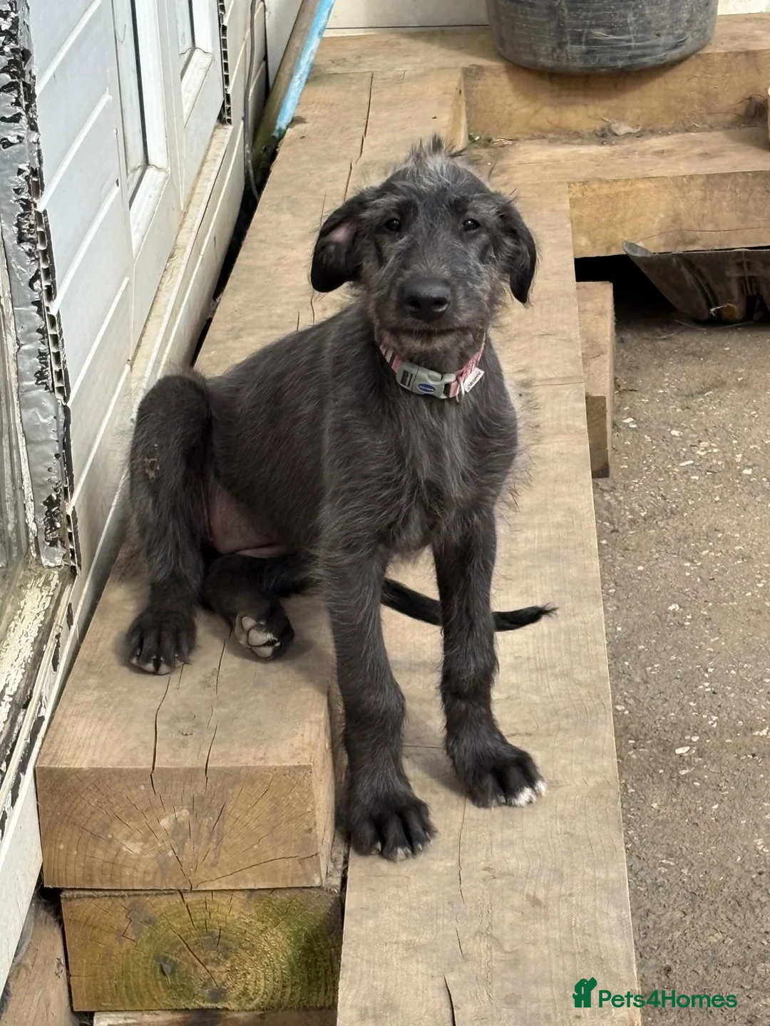 Irish Wolfhound dogs for stud: Mr Jack Rafferty  - Advert 2
