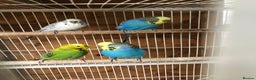 Budgerigars birds for sale: Adult budgies  - Advert 4
