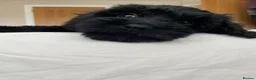 Cockapoo dogs for sale: Health tested, fully vaccinated, F1 Toy cockapoos - Advert 9