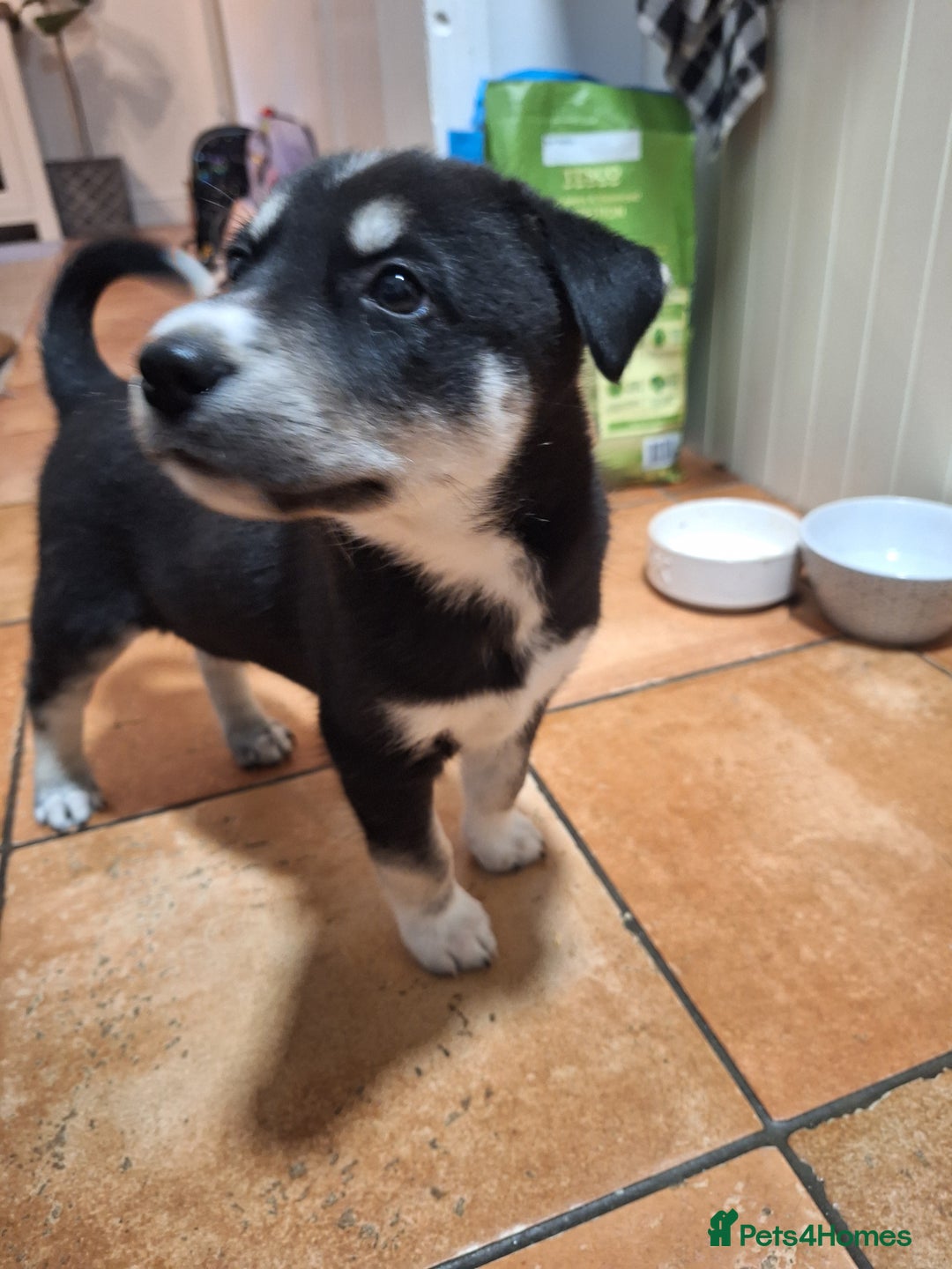 Black Lab Husky Mix Puppy Black Lab Chocolate Lab And Husky Mix