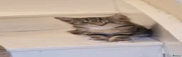 Mixed Breed cats for sale: 2 Adult cats, 2 Kittens - Advert 5