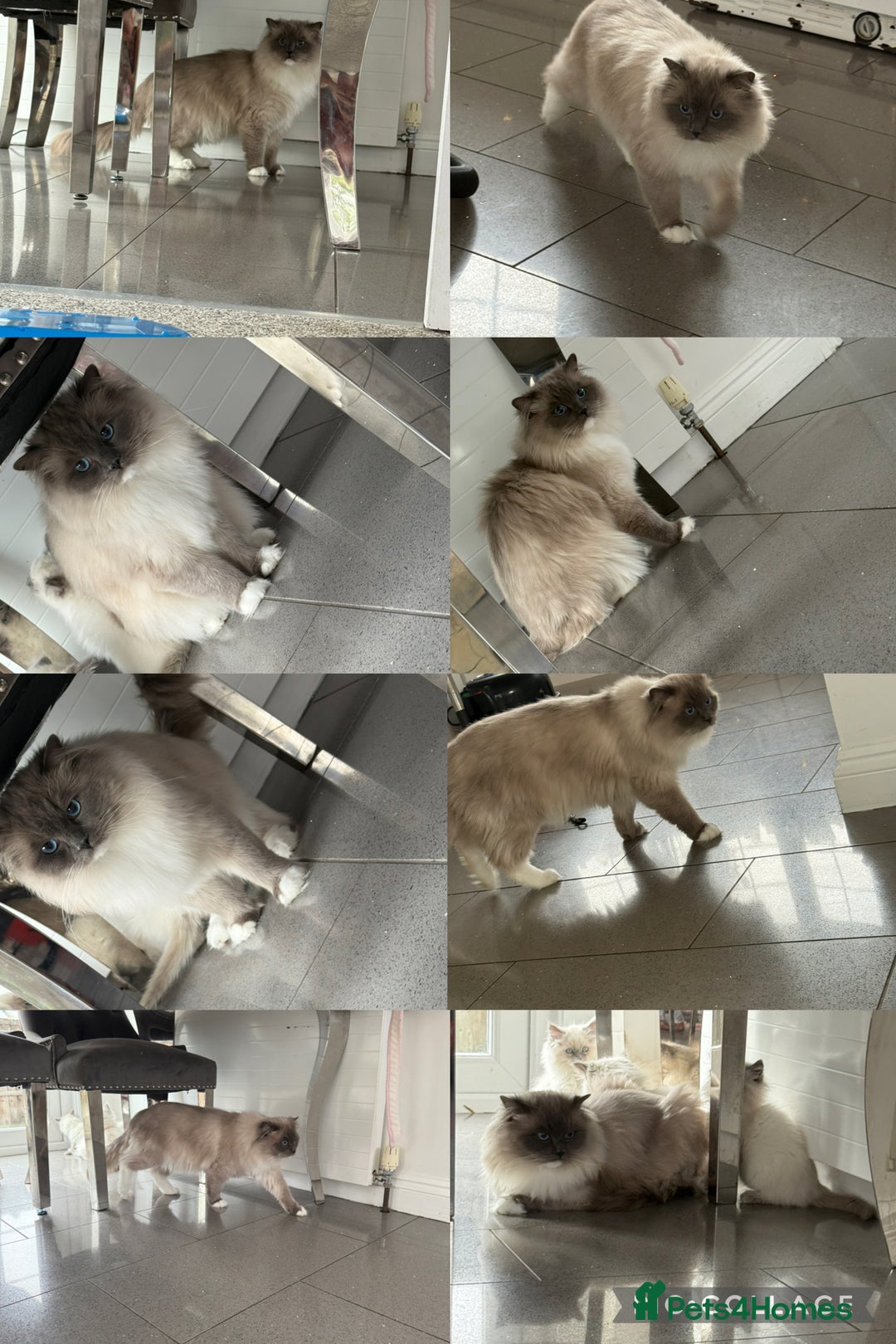 Ragdoll cats for sale: Beautiful ragdoll kittens  - Image 21