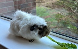 Guinea Pig rodents for sale: Boar White Abyssinian Cavy - Image 3