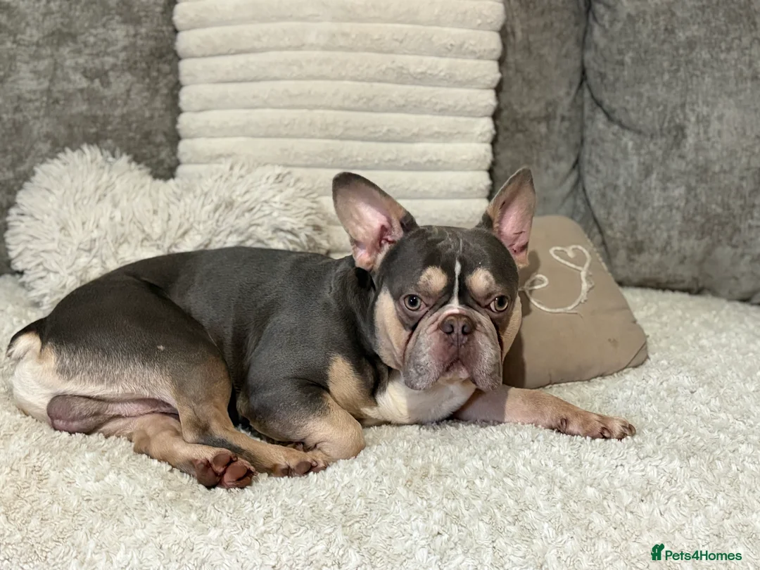 French Bulldog dogs for sale: Needs a home - Advert 1