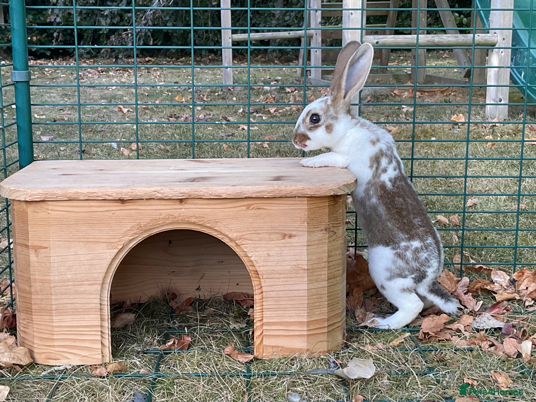 Rex rabbits for sale: Friendly velvety rex rabbits for sale - Image 32