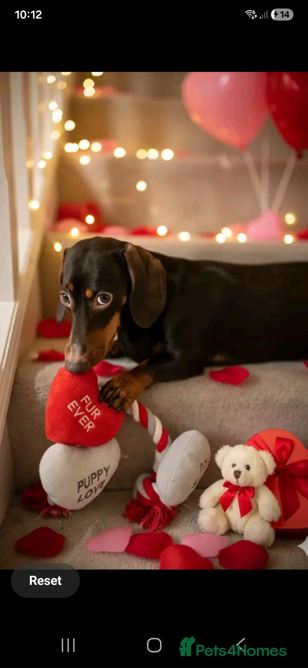 Dachshund dogs for sale: Chocolate and tan 19 months in Gloucester - Advert 2