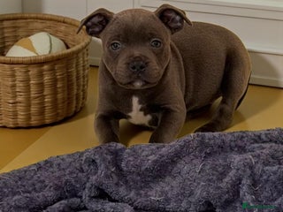 Staffordshire Bull Terrier dogs - Advert 2