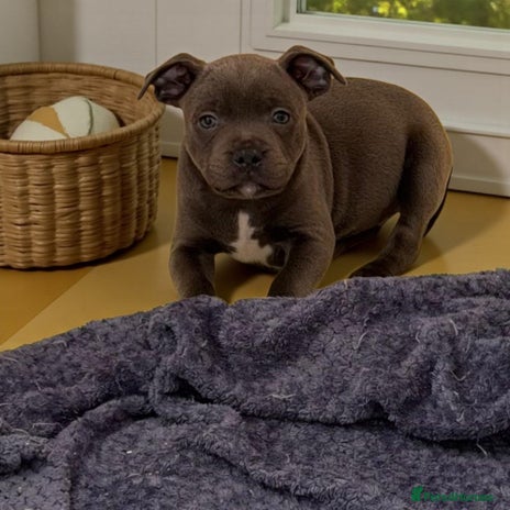 Staffordshire Bull Terrier dogs - Advert 15