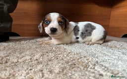 Jack Russell dogs for sale: Jack Jackrussle puppies  - Image 1