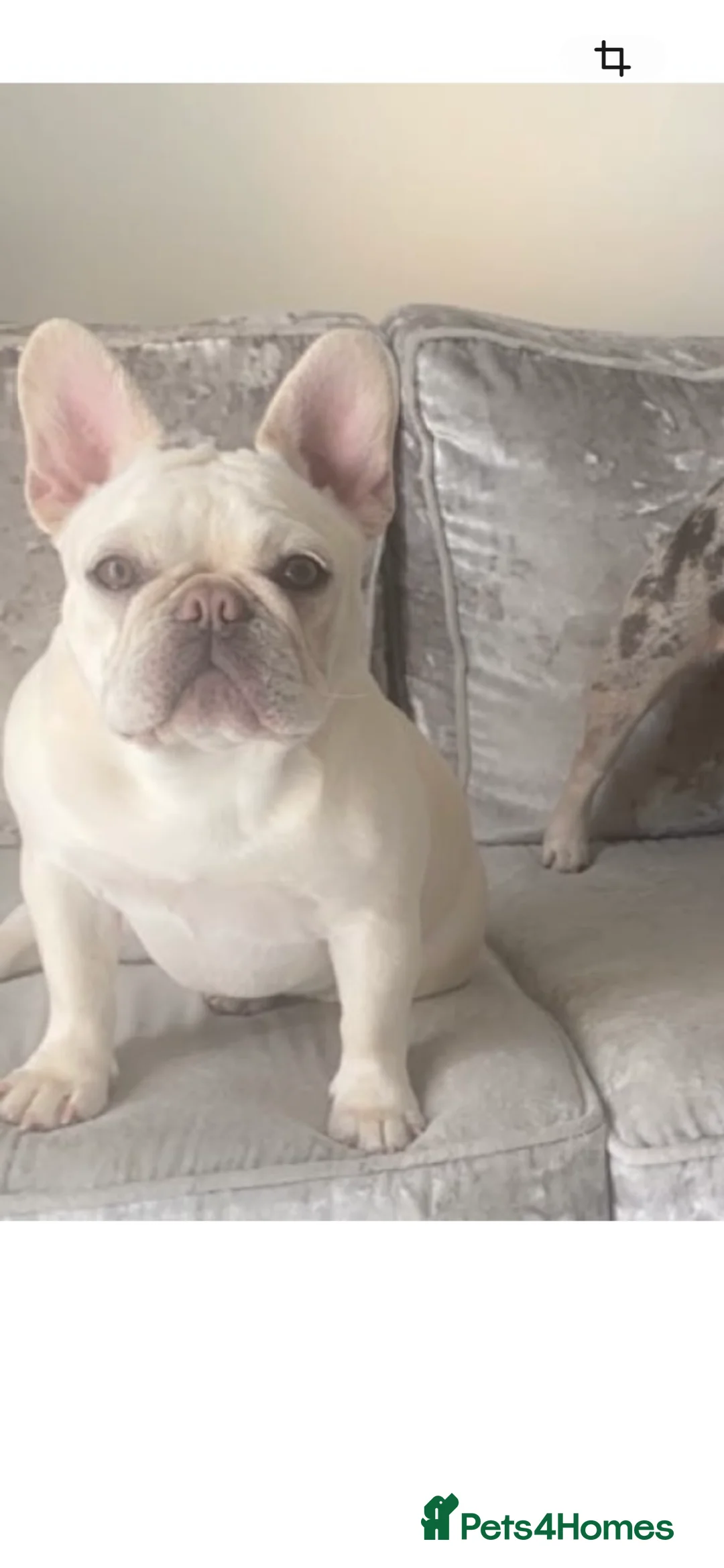 French Bulldog dogs for sale: French Bulldog- 4.5 Year Old Female  - Advert 2