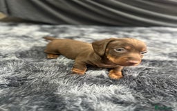 Dachshund dogs for sale: GORGEOUS DACHSHUNDS PUPPIES - Image 26