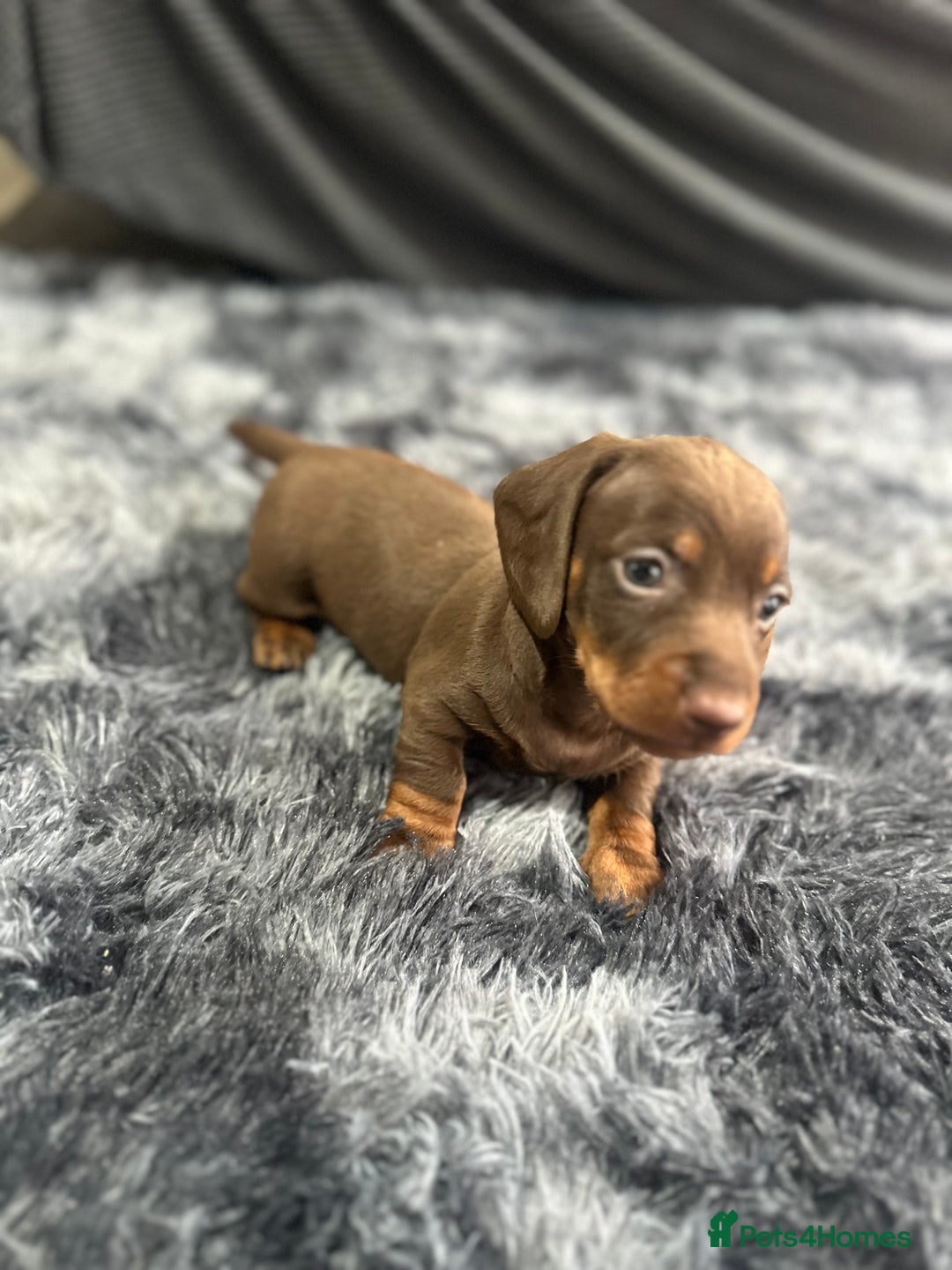 Dachshund dogs for sale: GORGEOUS DACHSHUNDS PUPPIES - Image 26