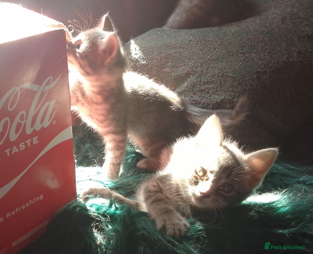 Mixed Breed cats for sale: Awesome Spotty Dotty Silver  Blue Bengal x Kittens - Image 30