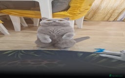 British Shorthair cats for stud: Amasing British Shorthair Lilac for stud - Image 5