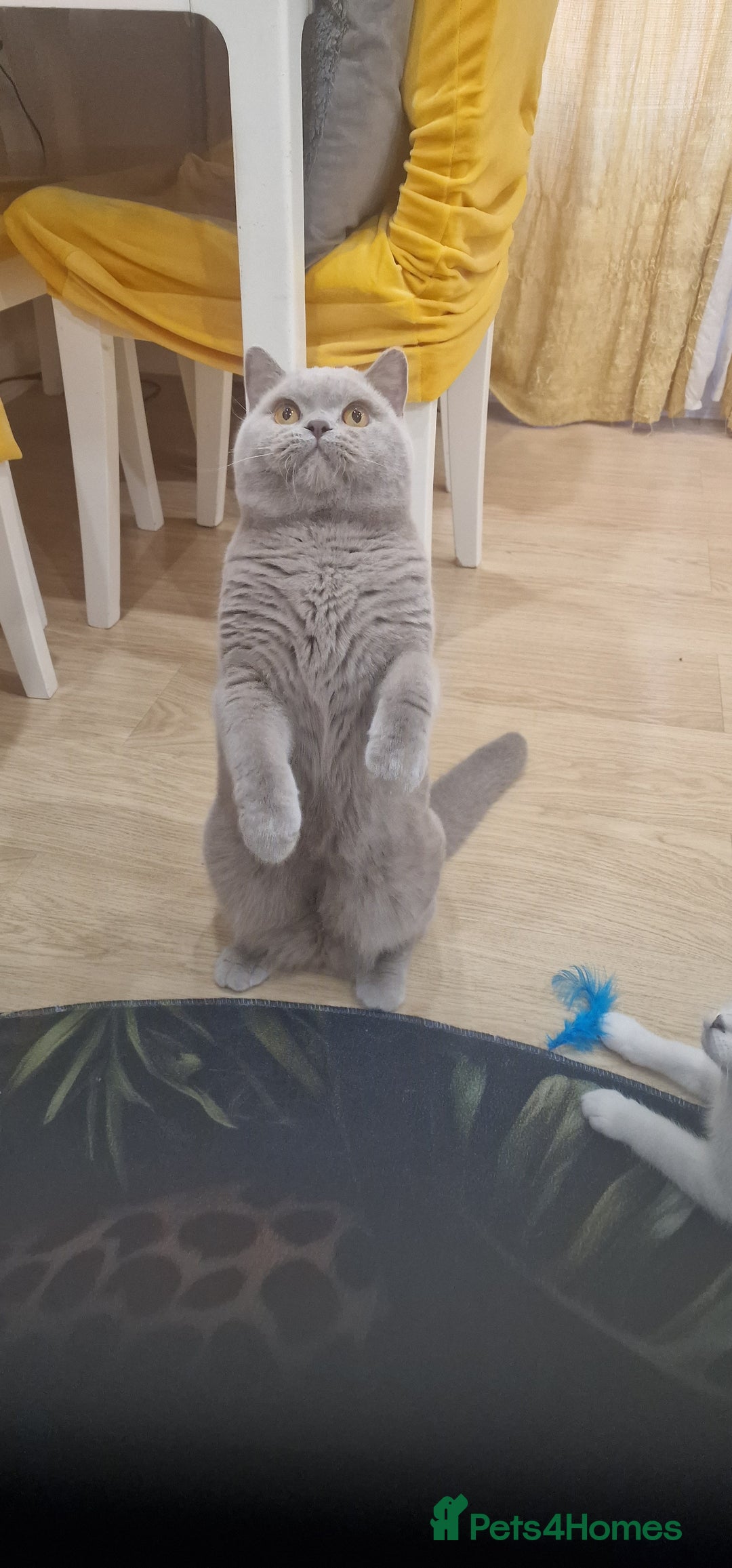 British Shorthair cats for stud: Amasing British Shorthair Lilac for stud - Image 5