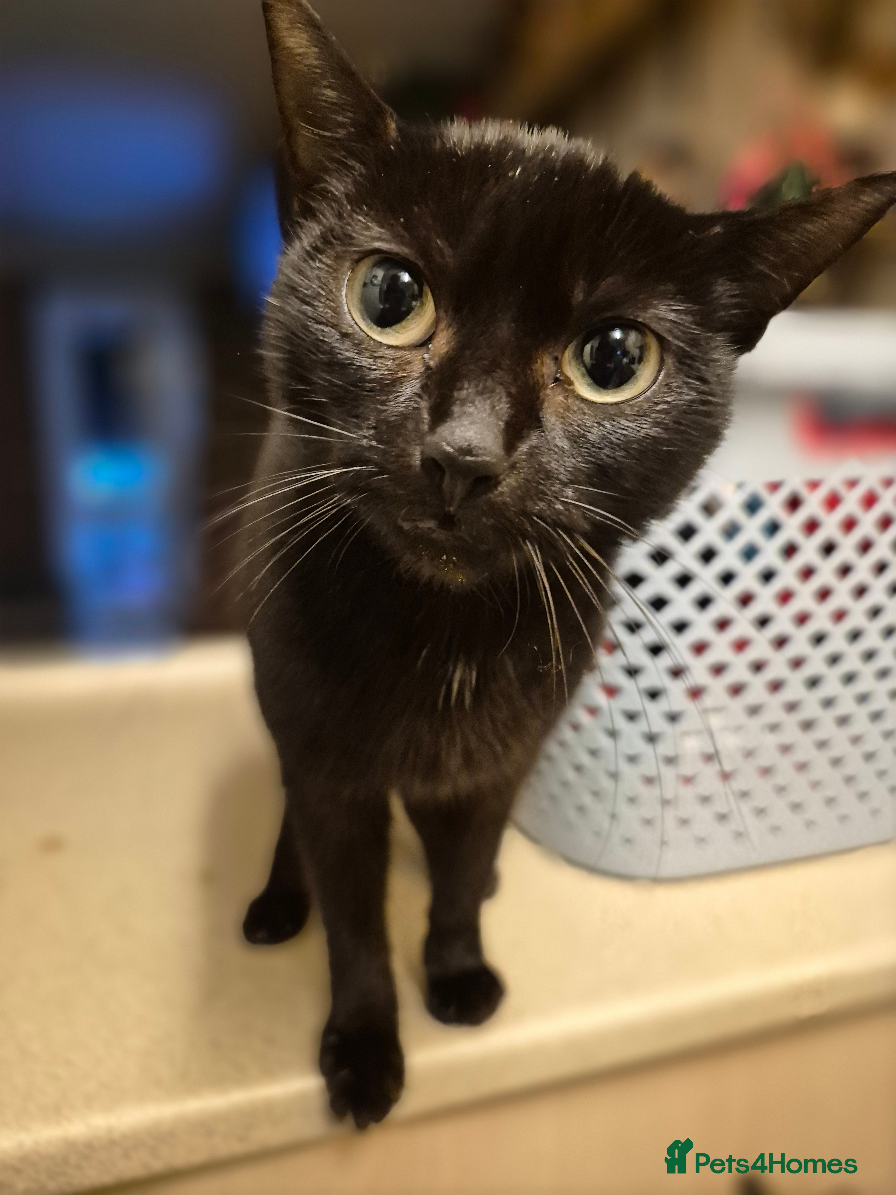 Mixed Breed cats 3 Beautiful Kittens - Advert 15