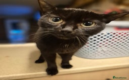 Mixed Breed cats for sale: 3 Beautiful Kittens - Advert 1