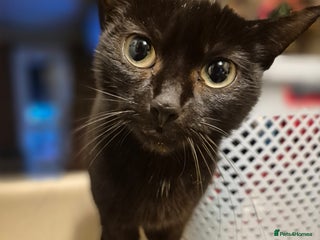 Mixed Breed cats 3 Beautiful Kittens - Advert 1