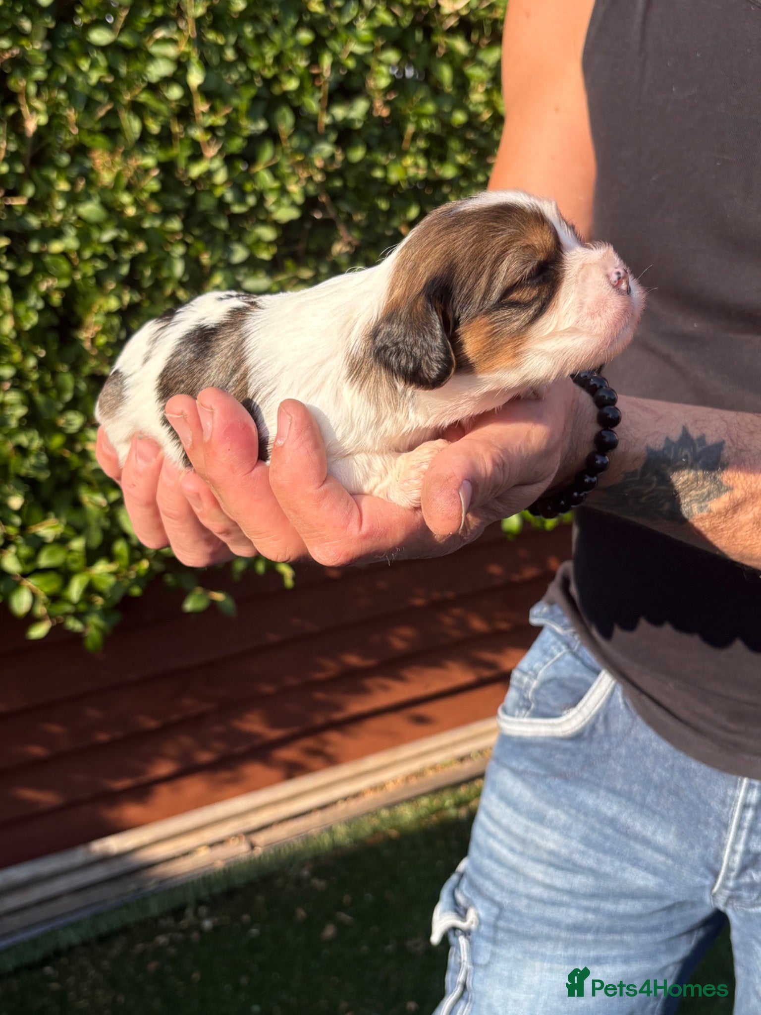 Mixed Breed dogs F1 Lhasaliers , all girls 💫 - Advert 17