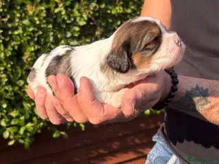 Mixed Breed dogs F1 Lhasaliers , all girls 💫 - Advert 17
