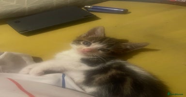 Mixed Breed cats - Advert 2