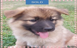 German Shepherd dogs for sale: 6 baby bears - Image 27