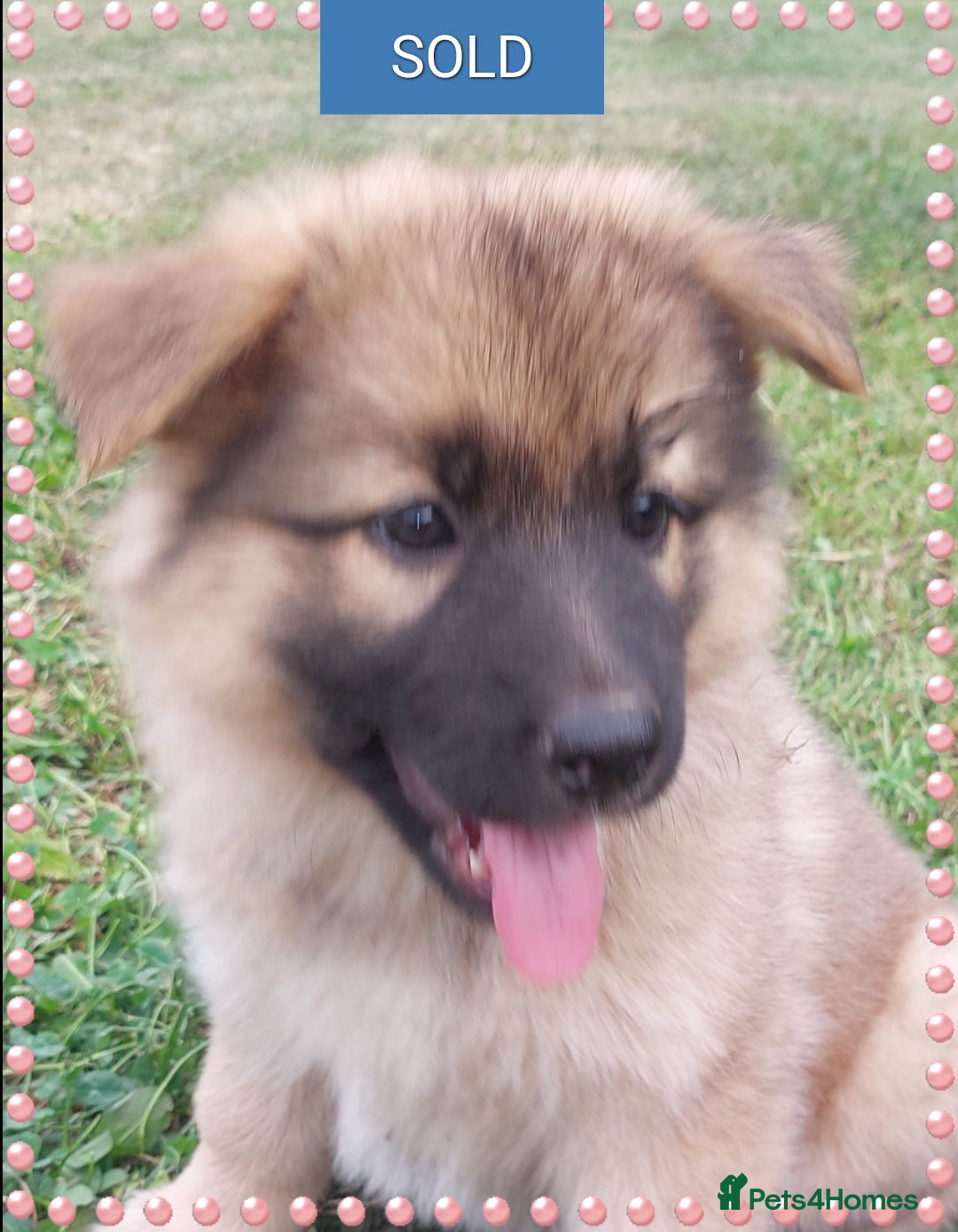 German Shepherd dogs for sale: 6 baby bears - Image 27