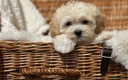 Shihpoo dogs for sale: Absolutely stunning Shihpoo pups ready now ❤️ - Image 5