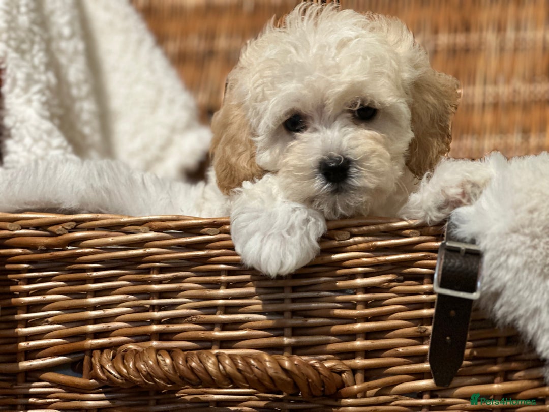 Shihpoo dogs for sale: Absolutely stunning Shihpoo pups ready now ❤️ - Image 5
