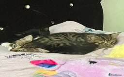 Mixed Breed cats for sale: Playful kitties in Middlewich - Image 2